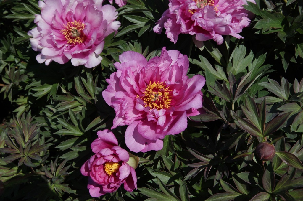 PAIFARRI_20140519120509_xlarge.jpeg