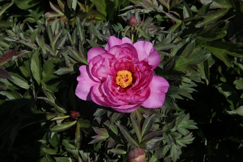 PAIFARRI_20140519120352_xlarge.jpeg