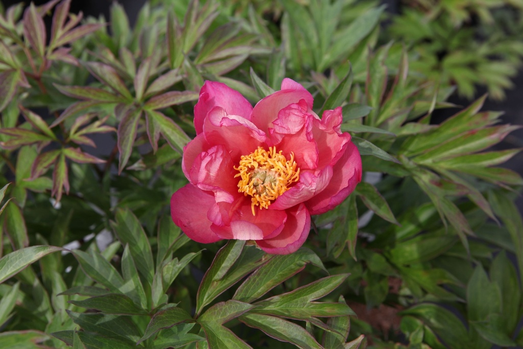 PAIJROSA_20160524152534_xlarge.jpeg