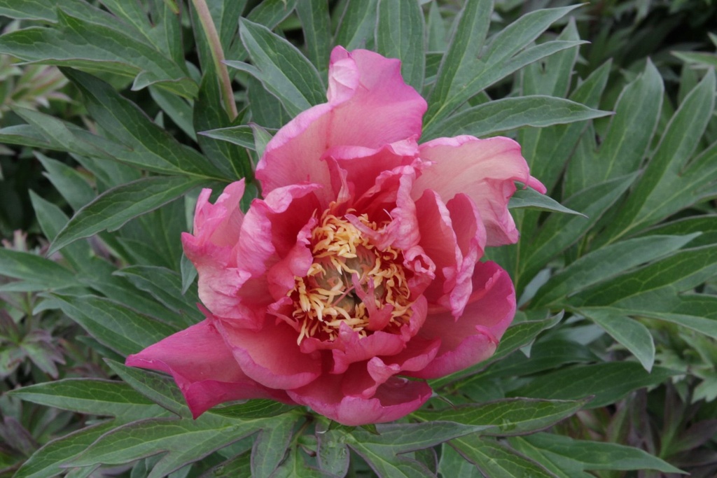 PAIJROSA_20140521170220_xlarge.jpeg