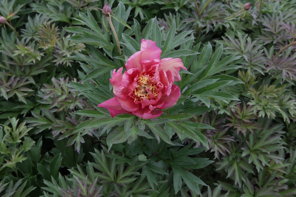 PAIJROSA_20140521170201_xlarge.jpeg