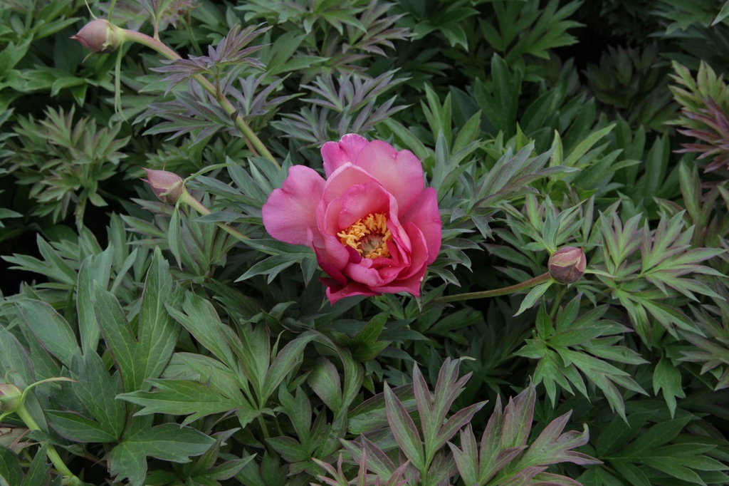 PAIJROSA_20140521170058_xlarge.jpeg