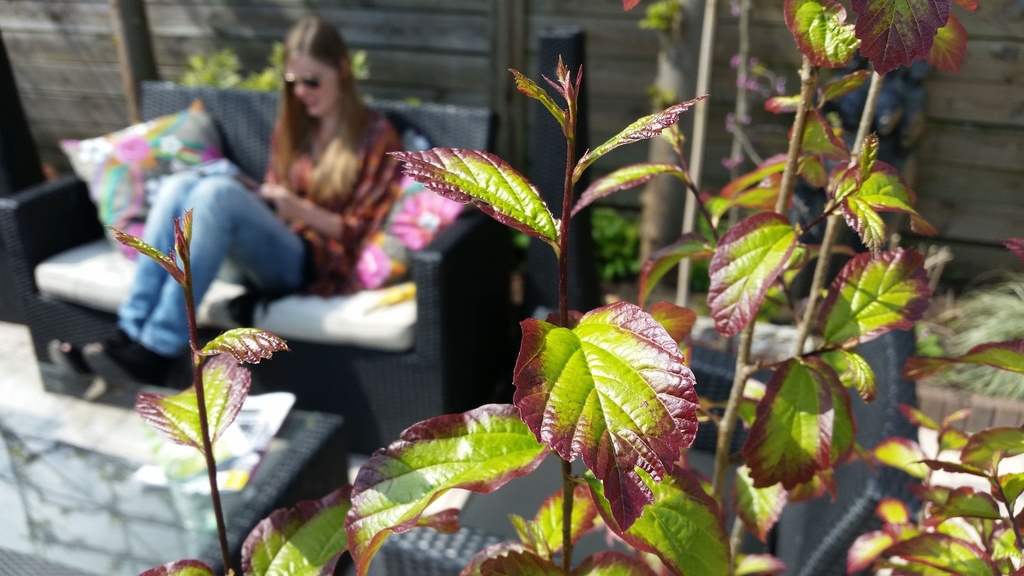 PAPPSPIR_20150510120518_xlarge.jpeg