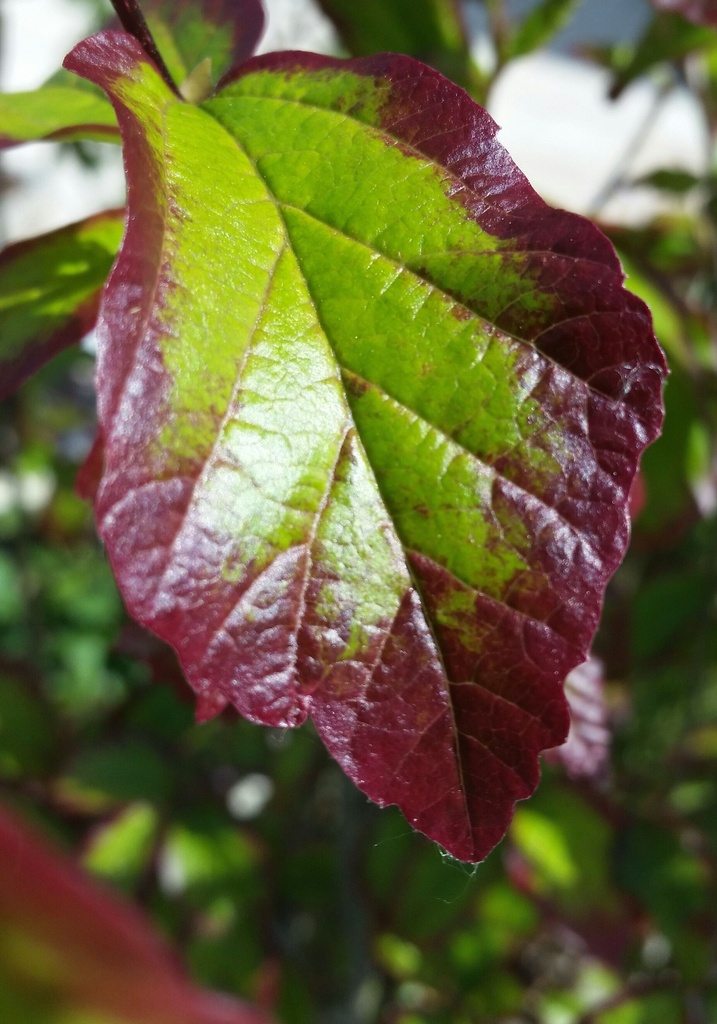 PAPPSPIR_20150510115212_xlarge.jpeg