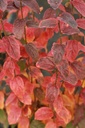 PAPPSPIR_20121023001135_xlarge.jpeg