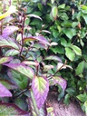 PAPPSPIR_20110623073930_xlarge.jpeg
