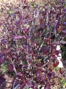 PAPPSPIR_20110428101645_xlarge.jpeg