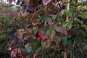 PAPVANES_20151015100303_xlarge.jpeg