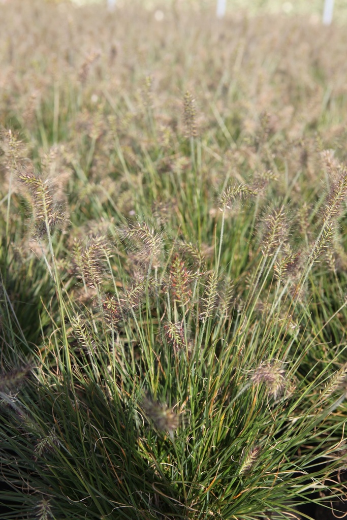 PEALBUNN_20120915153755_xlarge.jpeg