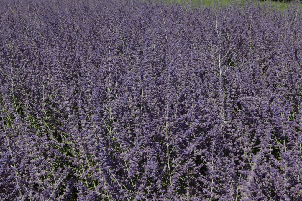 PEATRIPL_20130801150111_xlarge.jpeg