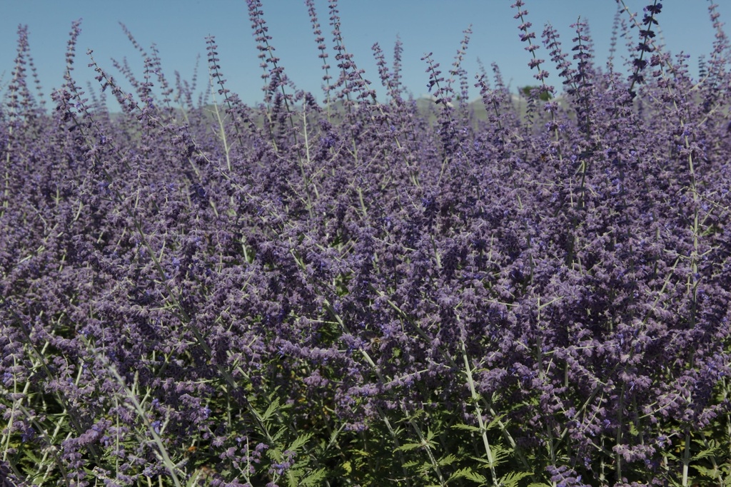 PEABSPIR_20130801150204_xlarge.jpeg