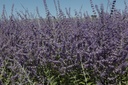 PEABSPIR_20130801150204_xlarge.jpeg