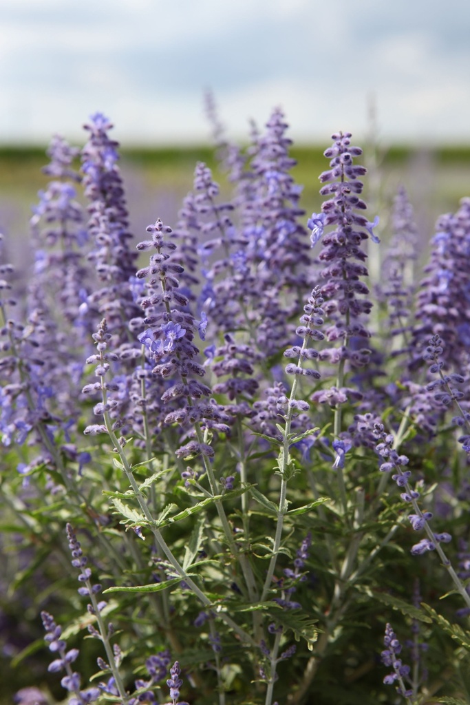 PEALBLUE_20100819140914_xlarge.jpeg