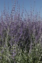 PEALSPIR_20130801145835_xlarge.jpeg