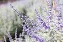 PEASBLUE_20160715120105_xlarge.jpeg