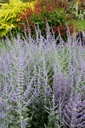 PEASBLUE_20140806130404_xlarge.jpeg