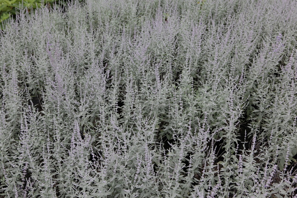 PEASBLUE_20130912143501_xlarge.jpeg