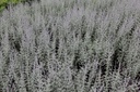 PEASBLUE_20130912143501_xlarge.jpeg