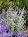 PEASBLUE_20100819113644_xlarge.jpeg
