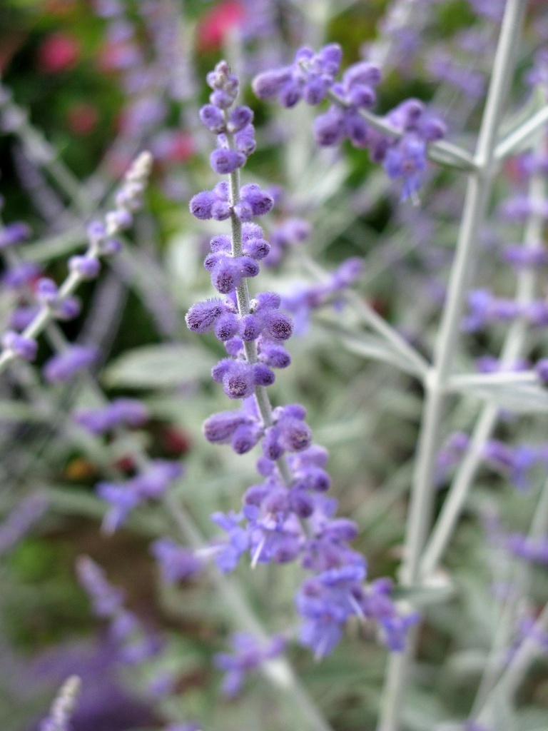 PEASBLUE_20100819112457_xlarge.jpeg