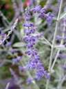 PEASBLUE_20100819112457_xlarge.jpeg