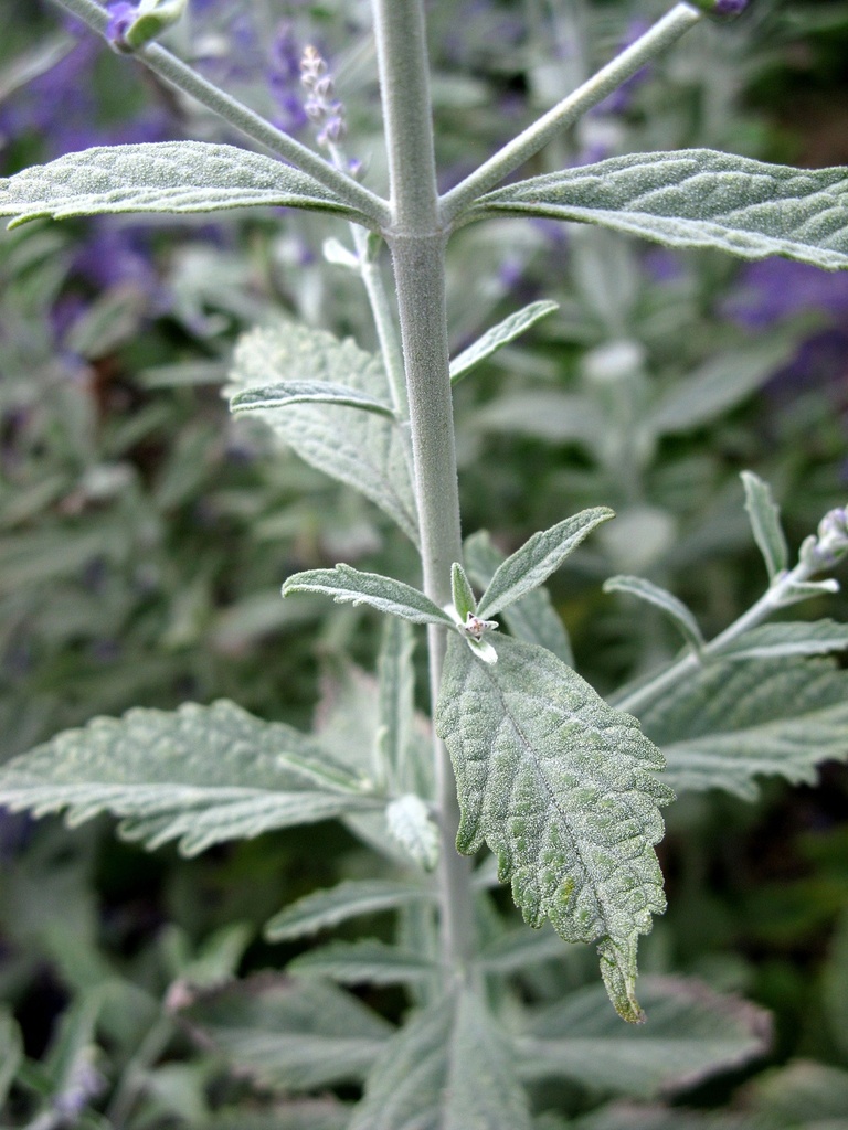 PEASBLUE_20100819112405_xlarge.jpeg