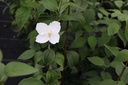 PHCORONA_20160729140542_xlarge.jpeg