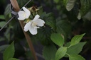 PHCORONA_20160729140530_xlarge.jpeg