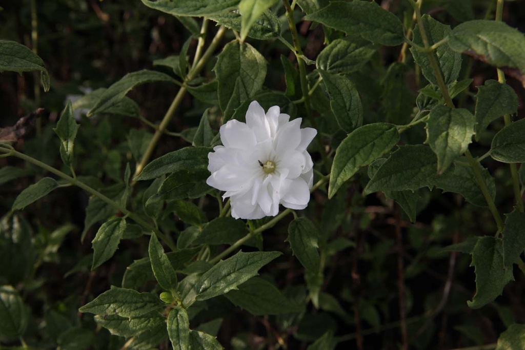 PHFMORN_20130923170752_xlarge.jpeg