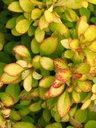 BETLIMON_20080611121214_xlarge.jpeg