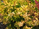 BETLIMON_20080611121141_xlarge.jpeg