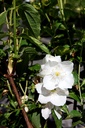 PHINNOCE_20160624140308_xlarge.jpeg