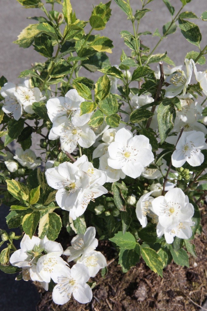 PHINNOCE_20150624105009_xlarge.jpeg