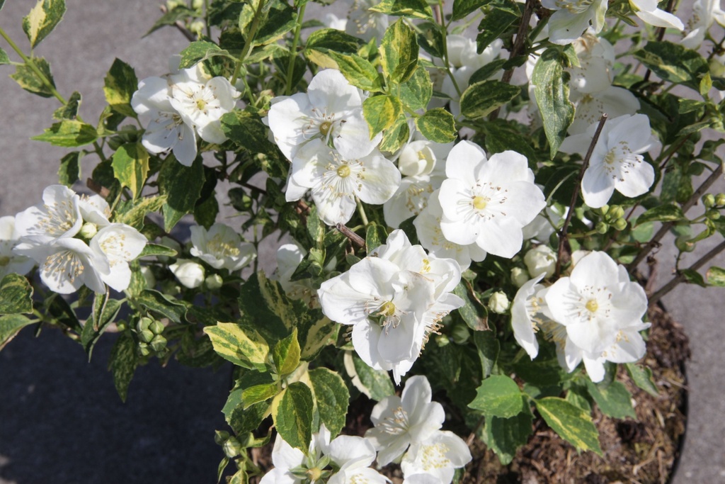 PHINNOCE_20150624105001_xlarge.jpeg