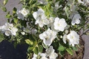 PHINNOCE_20150624105001_xlarge.jpeg