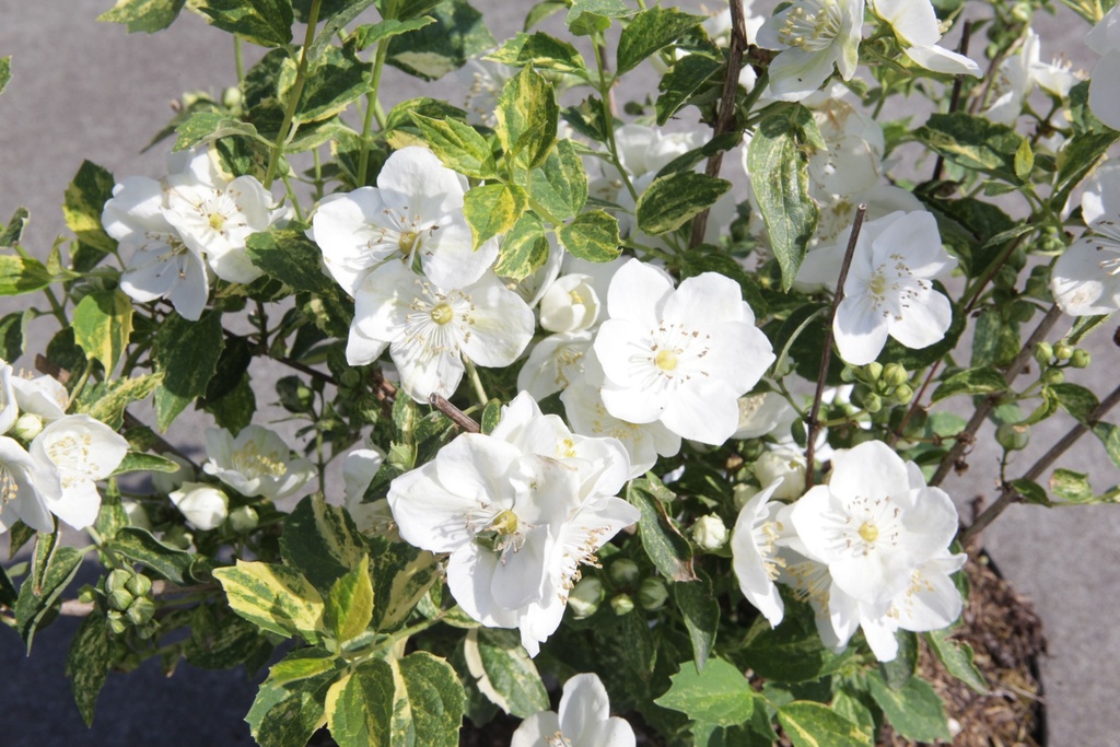 PHINNOCE_20150624104955_xlarge.jpeg