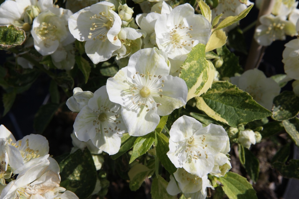 PHINNOCE_20140606094730_xlarge.jpeg