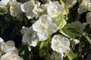 PHINNOCE_20140606094730_xlarge.jpeg