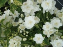 PHINNOCE_20090605155207_xlarge.jpeg