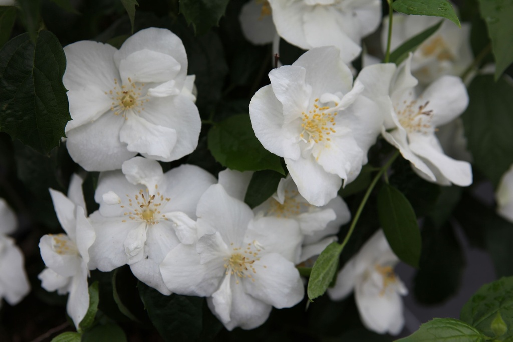 PHNATCHE_20100611085550_xlarge.jpeg