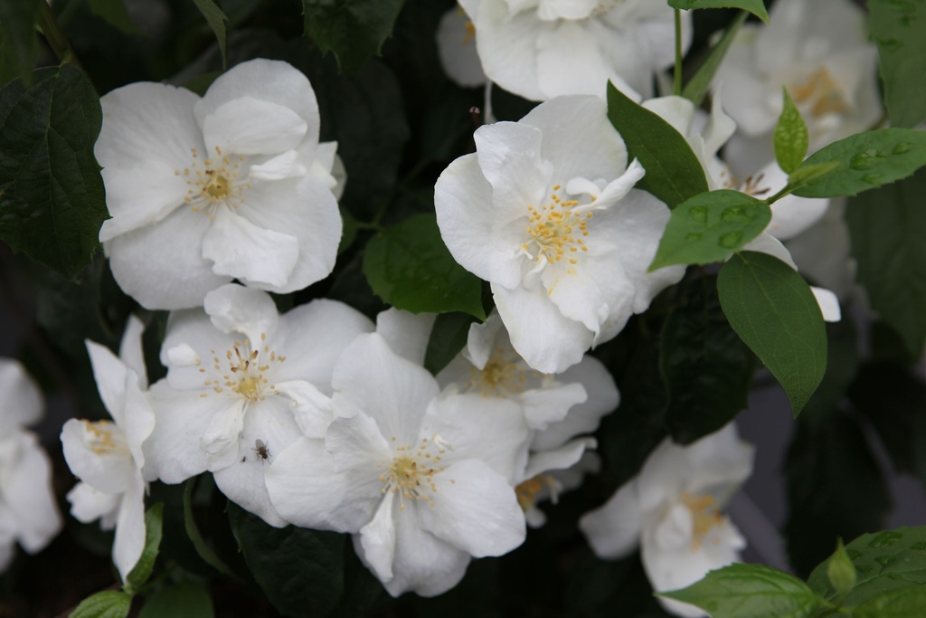 PHNATCHE_20100611085245_xlarge.jpeg