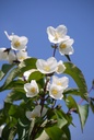 PHSTARBR_20140523104126_xlarge.jpeg