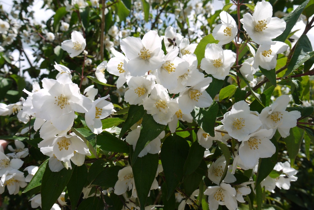 PHSTARBR_20140523103544_xlarge.jpeg