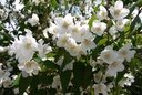 PHSTARBR_20140523103544_xlarge.jpeg