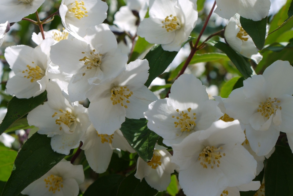 PHSTARBR_20140523103532_xlarge.jpeg