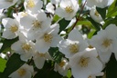 PHSTARBR_20140523103532_xlarge.jpeg