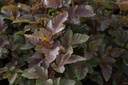 PHOAJUBI_20160902100623_xlarge.jpeg