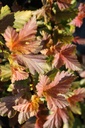 PHOAJUBI_20120915153045_xlarge.jpeg