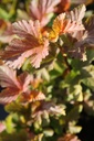 PHOAJUBI_20120915153034_xlarge.jpeg