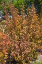 PHOAJUBI_20120529092030_xlarge.jpeg